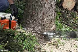 Best Soil Testing and Treatment  in Mountain Green, UT