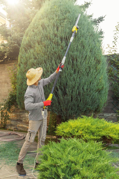 Best Stump Grinding and Removal  in Mountain Green, UT