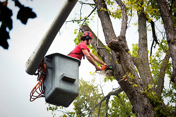 Best Root Management and Removal  in Mountain Green, UT