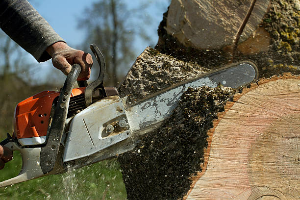 Best Tree Preservation Services  in Mountain Green, UT