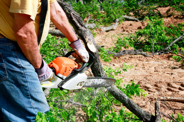 Best Tree Trimming and Pruning  in Mountain Green, UT